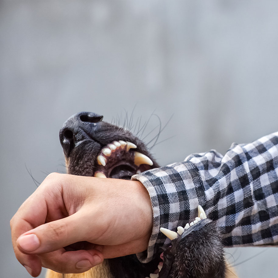 A dog in position to bite a man’s arm. An attorney from Horenstein, Nicholson & Blumenthal can help you show that the dog owner was responsible for your dog bite injuries.